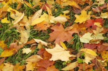 Як утилізувати опале листя?