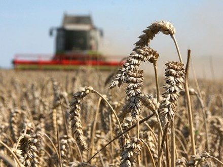 ЗМІ: Експерти вважають позицію Нацбанку щодо українських аграріїв деструктивною 