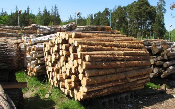 На Чернігівщині керівники держлісгоспів розкрадали та експортували деревину