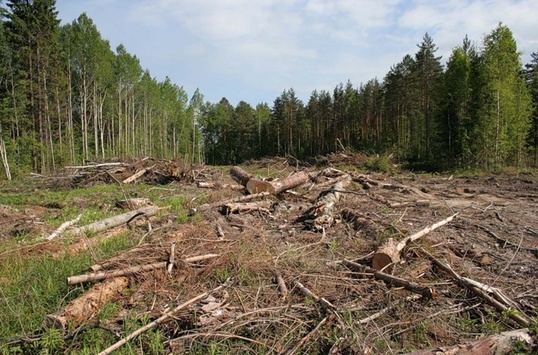Генпрокуратура: в Україні розслідують понад 100 справ щодо незаконного вирубування лісів