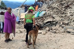 Жертвами землетрусу в Італії стали щонайменше шість осіб