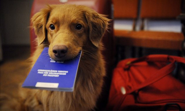 У Львові з 1 вересня розпочнеться обов’язкова реєстрація домашніх собак