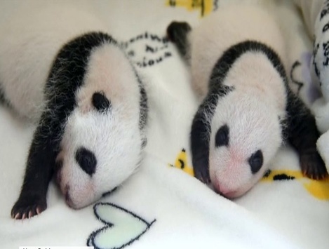 У Китаї вибрали імена тримісяним пандам-близнюкам - ФОТО