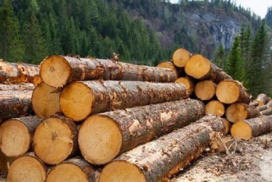 Активіст розповів, як лісгоспи заробляють на «сірій» деревині