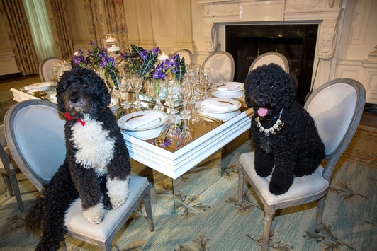 Перші собаки США: домашні улюбленці американських президентів
