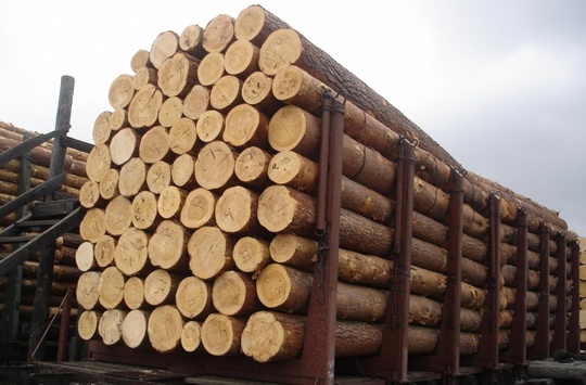 Боротьба Нацполіції з незаконними вирубками привела до зниження експорту лісу в п'ять разів – Купранець