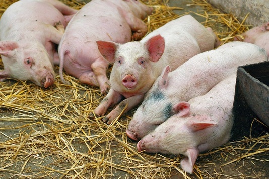 Білорусь заборонила ввезення свиней та м'яса з України