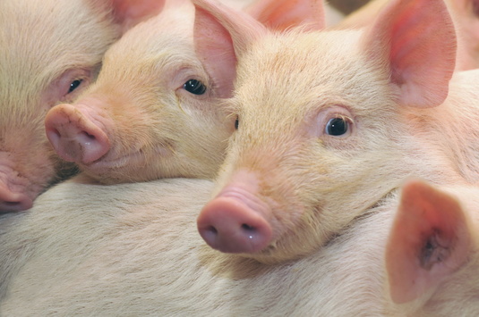 Українці почали їсти більше свинини – дослідження
