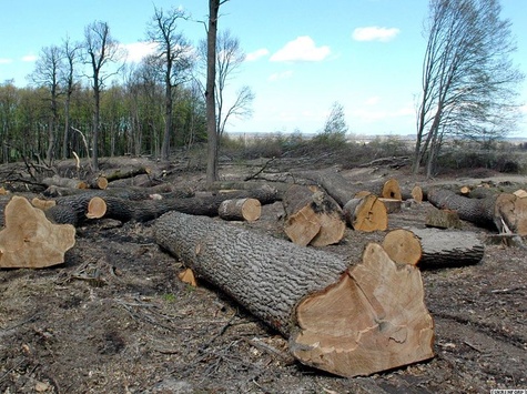 У Представництві ЄС в Україні заявили, що готові надати підтримку в захисті лісів