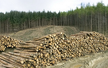 Мораторій на експорт українського лісу: міфи та реальність