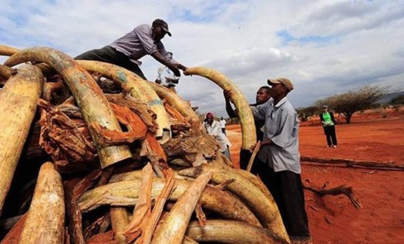 Китай хоче заборонити торгівлю слоновою кісткою