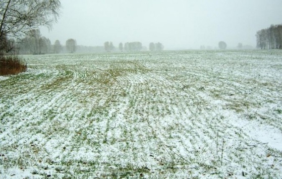 На українців чекає гарний врожай завдяки нинішнім снігопадам – агрометеоролог