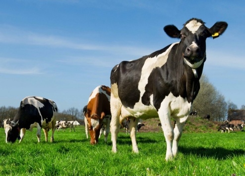 Поголів'я корів в Україні минулого року скоротилось ще на 3%, свиней на 5%