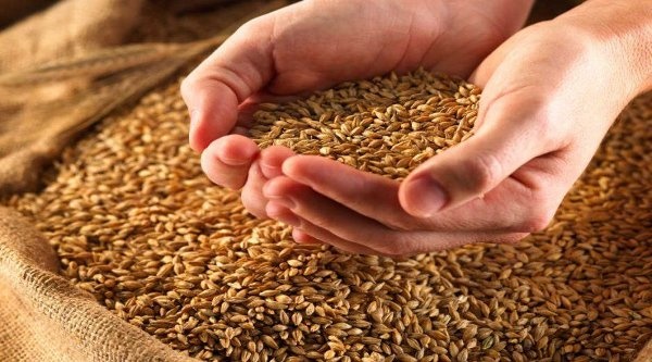 Україна встановила рекорд урожаю зернових за всю історію незалежності