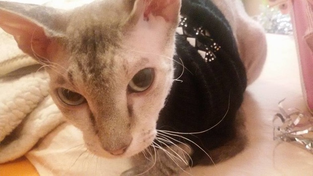 Українські бійці врятували кішку, яку замінували бойовики