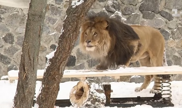 Привітання та подарунки: як у столичному зоопарку відсвяткували 8-річчя левів