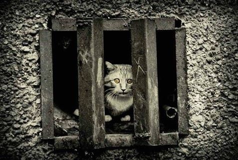 У Києві почастішали випадки замурування вуличних котів у підвалах будинків