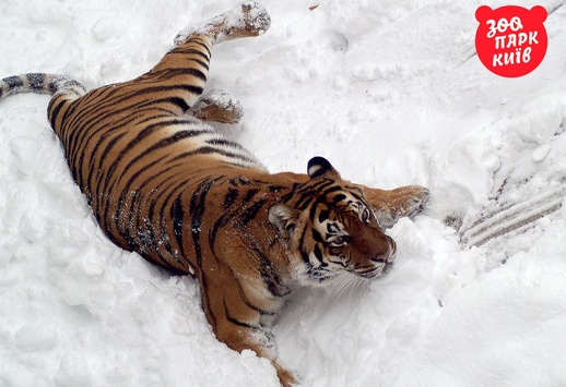 У столичному зоопарку тигр купався в снігу (ФОТО)