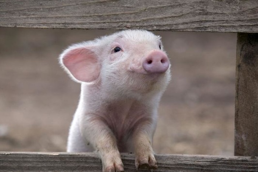 На Дніпропетровщині порахували, скільки свиней загинуло через африканську чуму