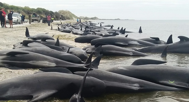 Понад 400 китів викинулися на берег в Новій Зеландії