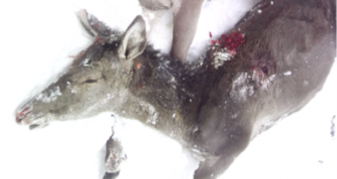 На Львівщині невідомі задля розваги розстріляли стадо оленів
