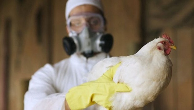 Вісім випадків пташиного грипу виявлено у Польщі за останні дні