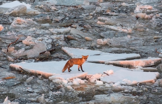 Крижана пастка: неймовірні фото диких тварин Закарпаття, які опинилися на льодових заторах
