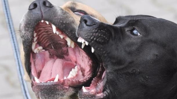 На Вінниччині собаки насмерть загризли пенсіонерку