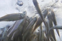 Риболови рятують рибу на Київському водосховищі