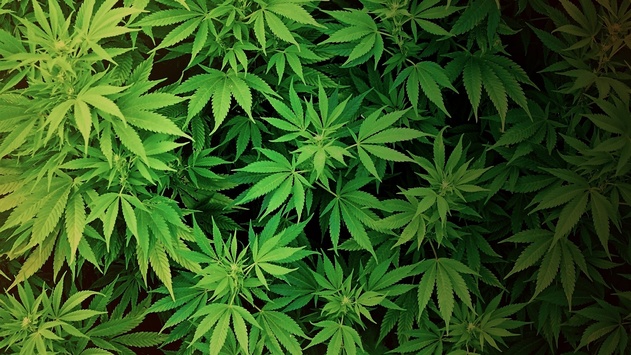 У Нідерландах парламент підтримав легалізацію вирощування марихуани