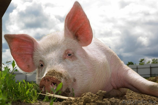 Африканська чума свиней дійшла до Запоріжжя