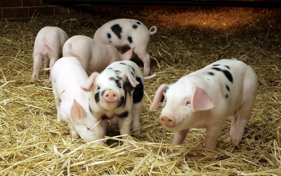 Через африканську чуму свиней у Запоріжжі ввели карантин
