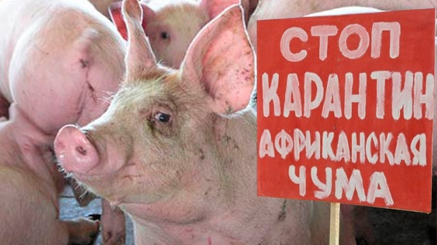 В уряді оцінили збитки від африканської чуми свиней