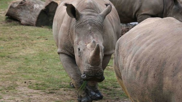 У Франції браконьєри вбили в зоопарку білого носорога