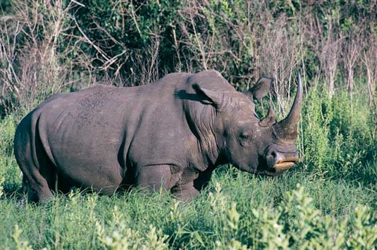 Аби захистити носорогів у Бельгії, тваринам обріжуть роги
