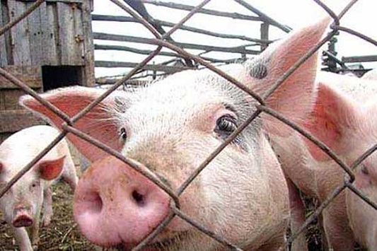 На Херсонщині зафіксували новий спалах африканської чуми свиней