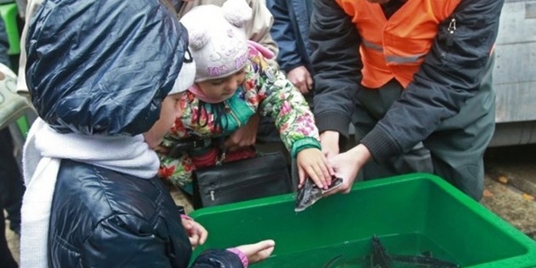 У Дніпро випустять п'ять тонн «золотої рибки»