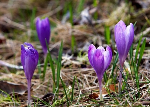 Сьогодні в Україну прийде справжня весна