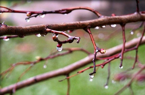 У четвер в Україні очікуються невеликі дощі
