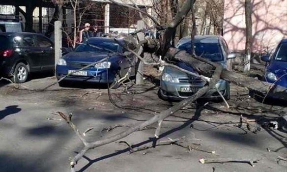 У столиці дерево впало на автомобілі