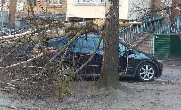 У Києві біля дитячого майданчика впало дерево: розтрощено автівку