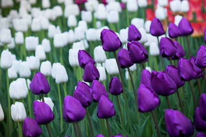 У Страсну п'ятницю в Києві відкриється неймовірна виставка тюльпанів
