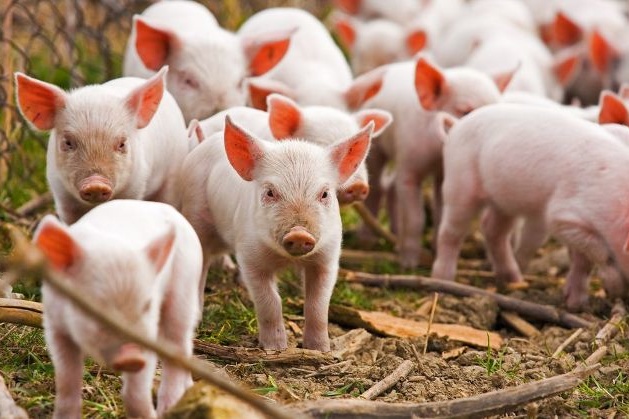 На Запоріжжі зафіксовано новий спалах африканської чуми свиней