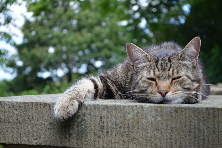 У столиці можуть офіційно заборонити вилов безпритульних котів