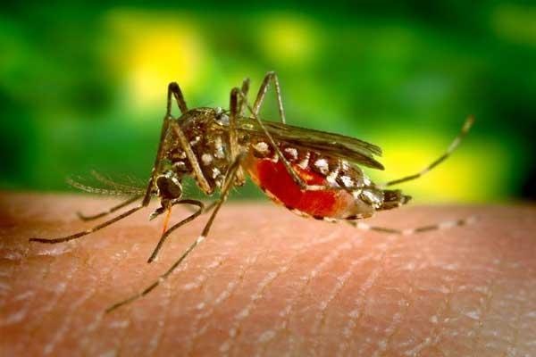 Науковці відкрили комарів, які не пьють кров