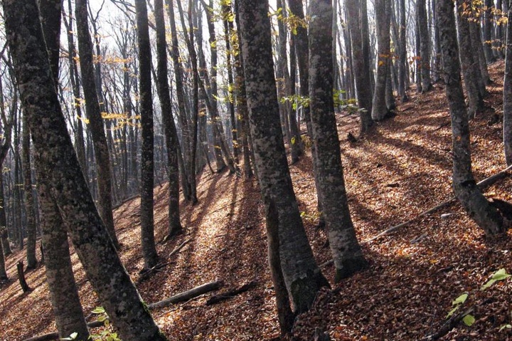 В окупованому Криму вирубують ліси: збитки сягають мільйонів гривень