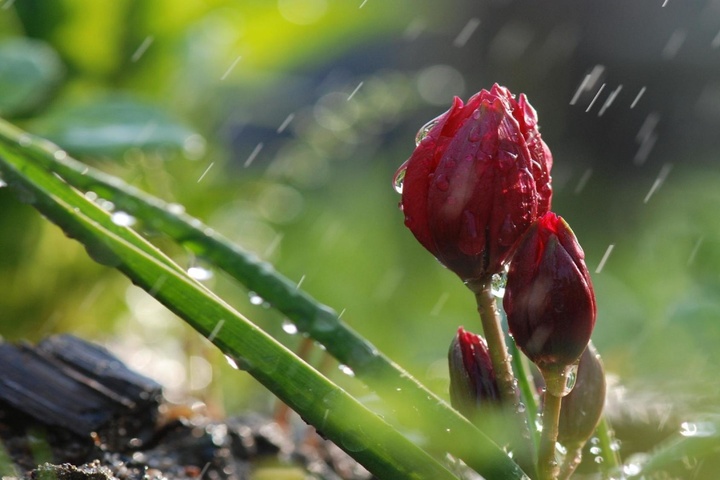 Сьогодні в Україні пройдуть дощі з грозами 