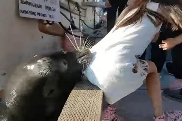 В Канаді морський лев затягнув дівчинку під воду: вражаюче відео