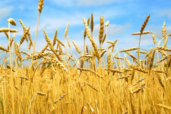 Україна відправила на експорт понад 40 мільйонів тонн зернових 