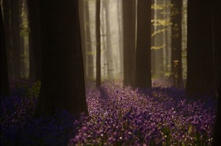 Неначе в казці. Як виглядає чарівний ліс із дзвіночків у Бельгії